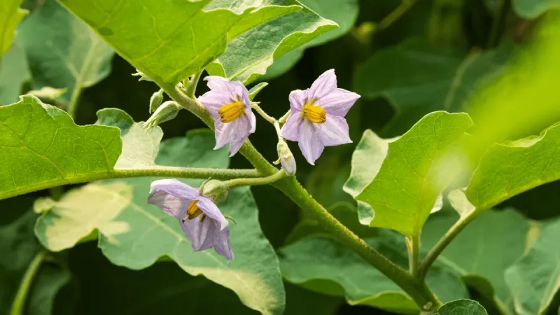 First confirm that the plant is dropping a flower, not shedding petals