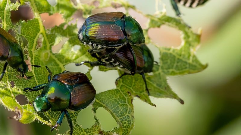First confirm that the swarm is Japanese beetles