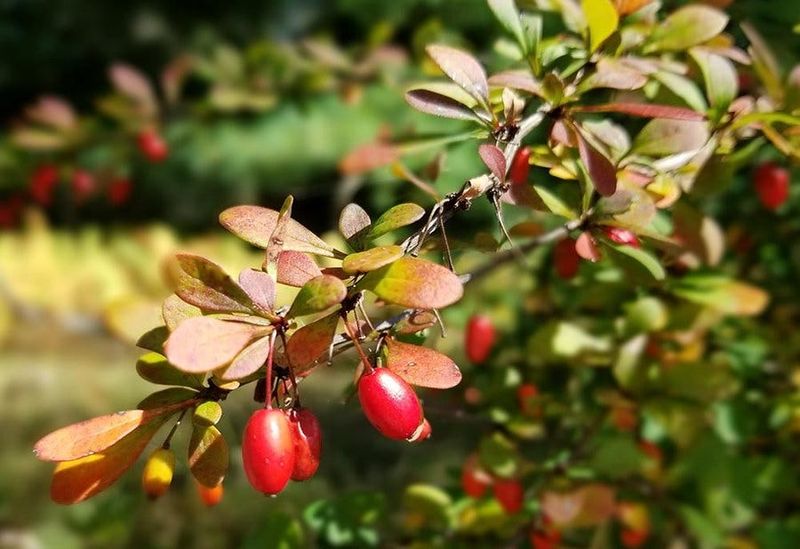 First, confirm that the thorny shrub is Japanese barberry