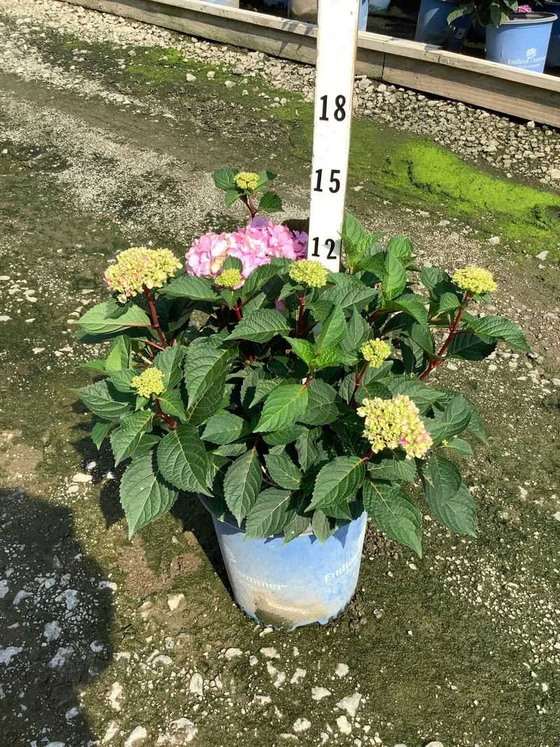 First confirm that your hydrangea can rebloom