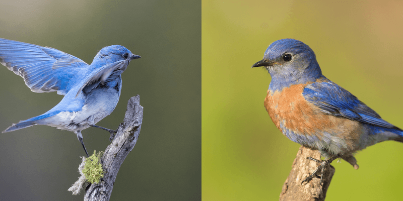 First confirm which bluebird you are seeing