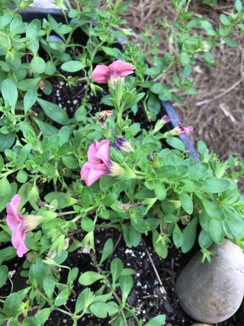 First, decide whether the petunia is a reset candidate First, decide whether the petunia is a reset candidate