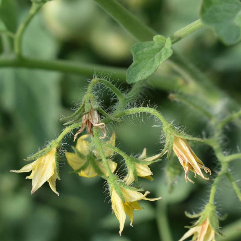 First, determine whether flowers are failing or buds are absent