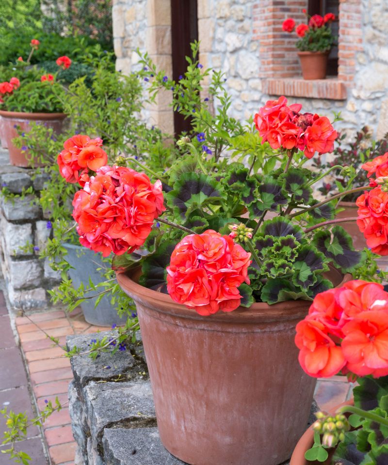 First identify the geranium and the actual problem