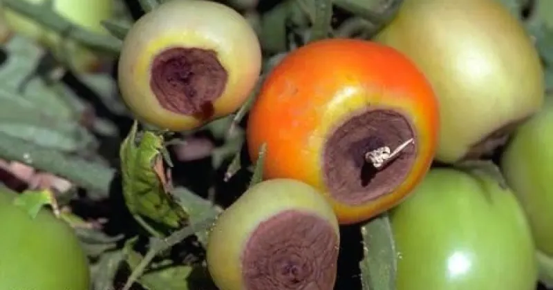 First identify what is happening to the fruit First identify what is happening to the fruit