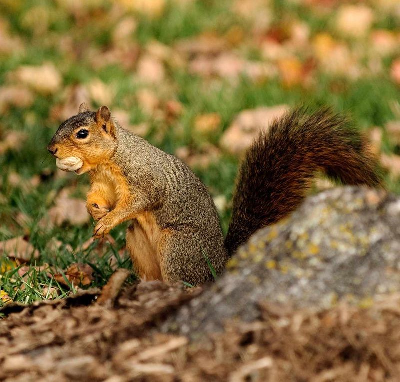 First, identify which squirrel is raiding the garden First, identify which squirrel is raiding the garden