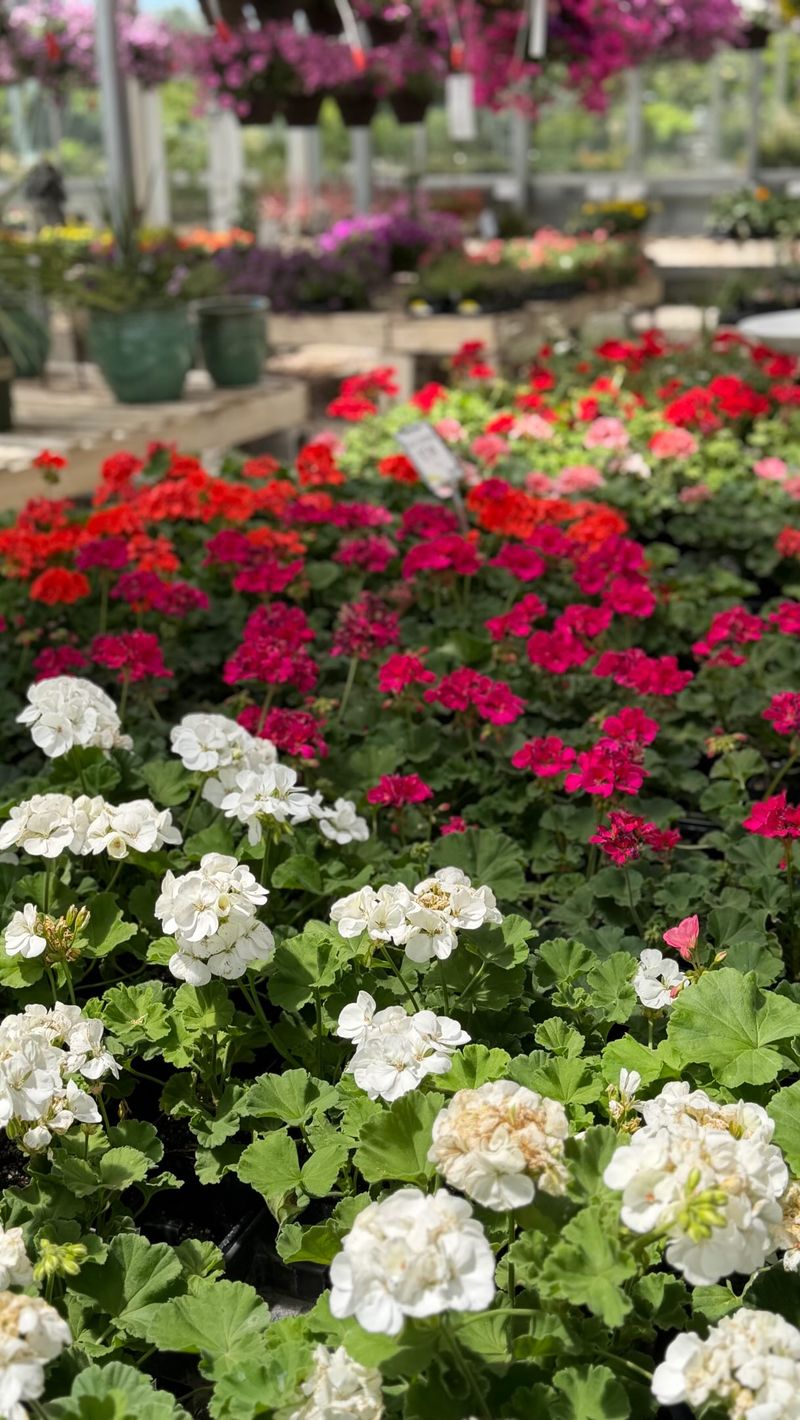 First, make sure it is the kind of geranium this advice covers