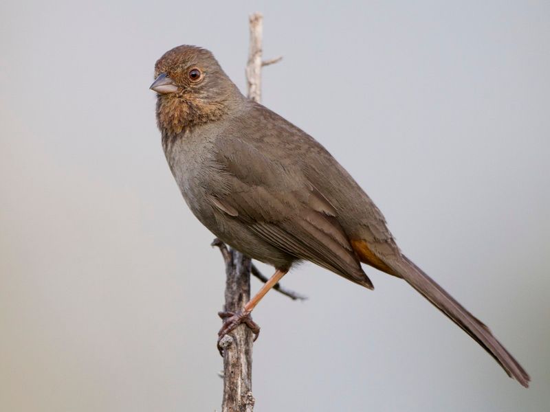 First, make sure the brown bird is a California Towhee