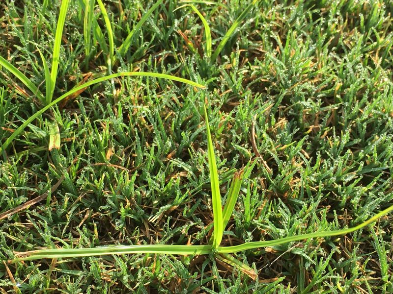 First, make sure the tall blade is nutsedge