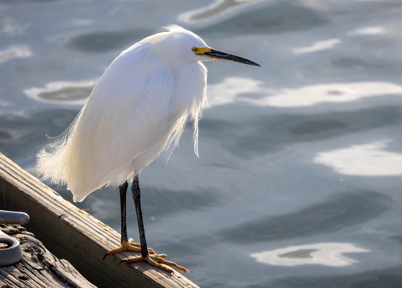 First, make sure the white wader is a Snowy Egret First, make sure the white wader is a Snowy Egret