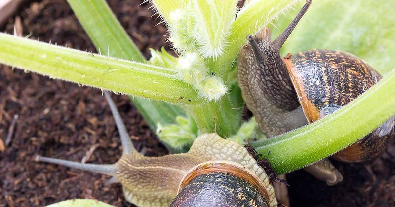 First prove that snails or slugs are causing the damage