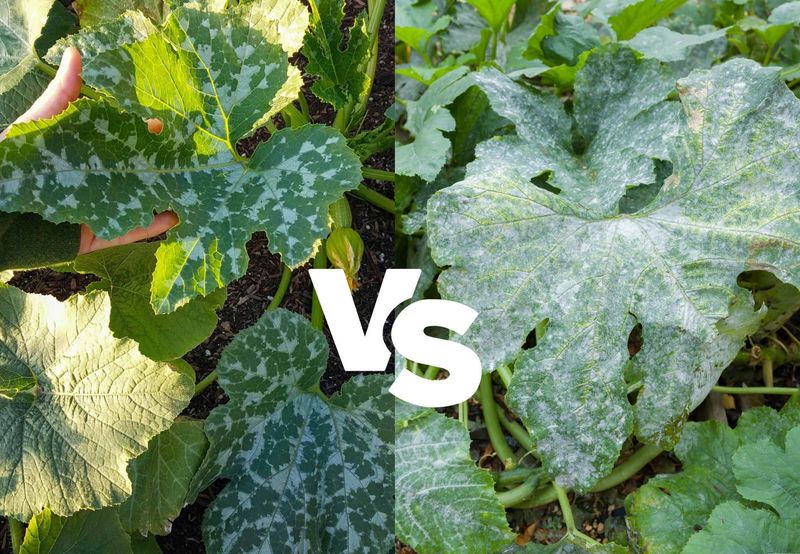 First, separate mildew from natural silver markings