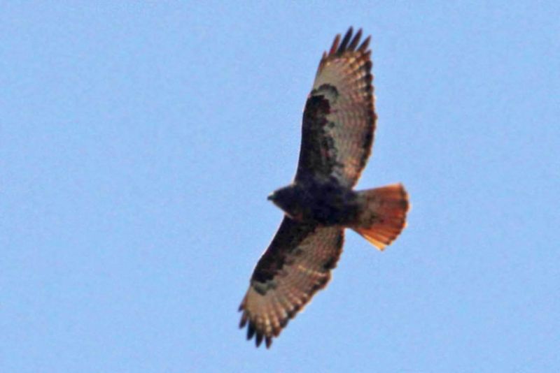 First, separate soaring from hunting
