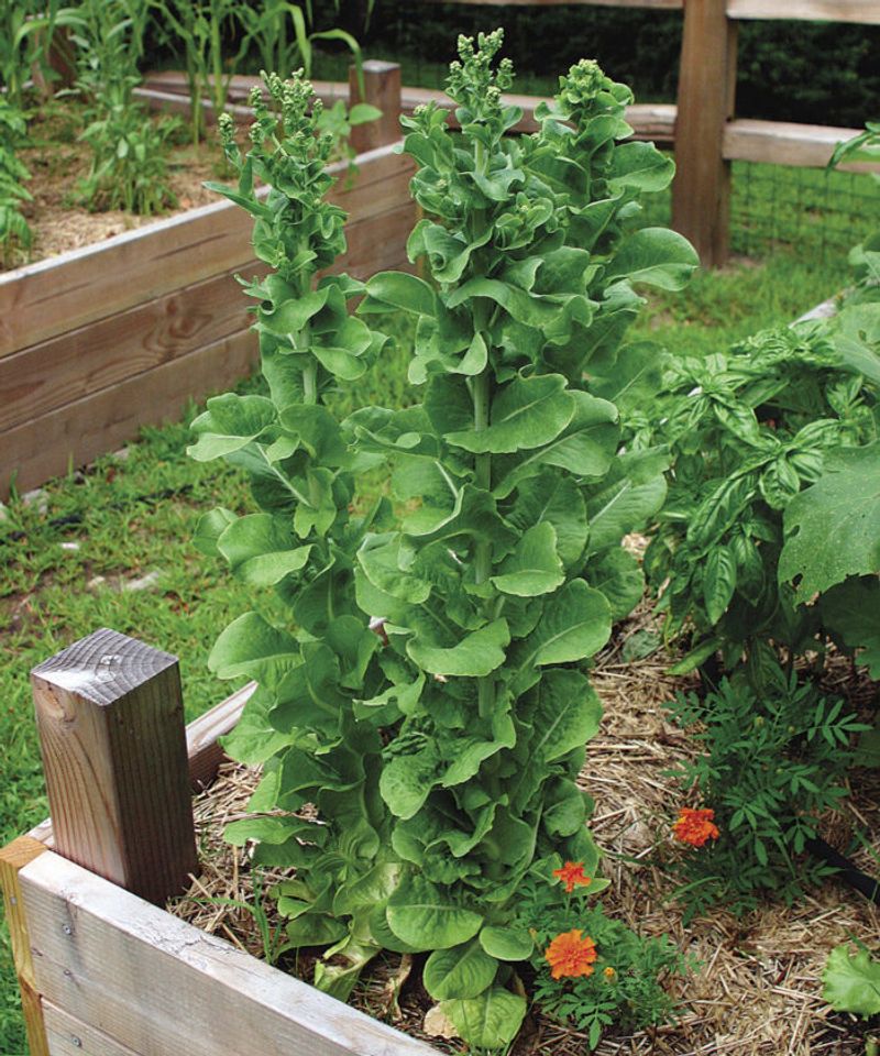 First, separate true bolting from normal open lettuce growth