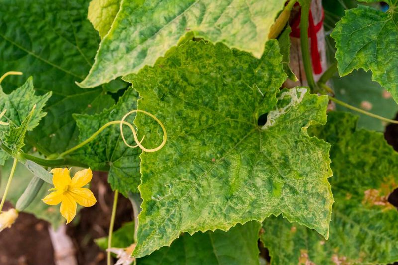 Fix the cucumber growing conditions before blaming the pairing Fix the cucumber growing conditions before blaming the pairing