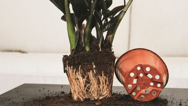 Fix the drainage before changing the care routine