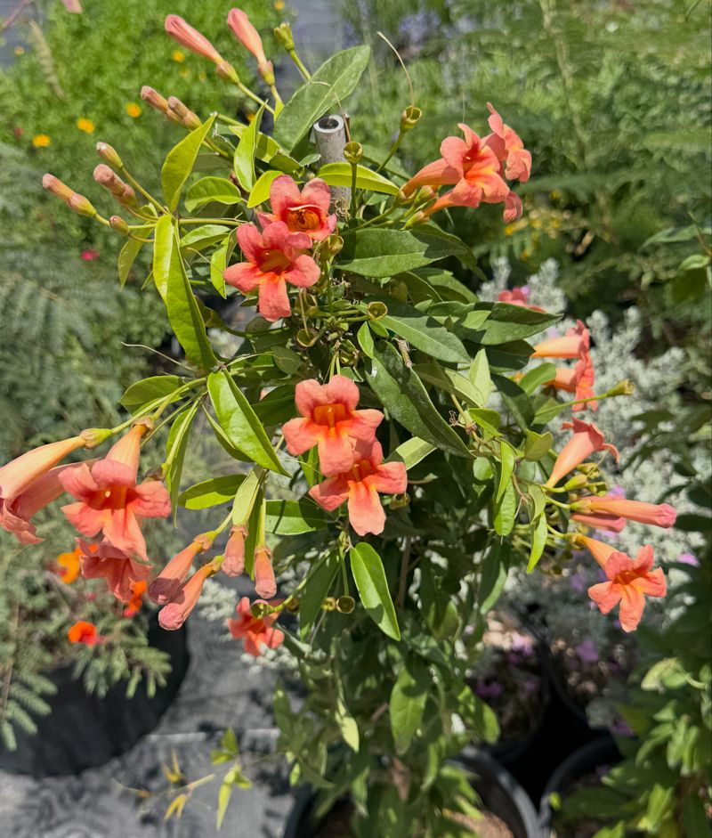 Flame Acanthus Fits an Informal Central Texas Fence Line Flame Acanthus Fits an Informal Central Texas Fence Line