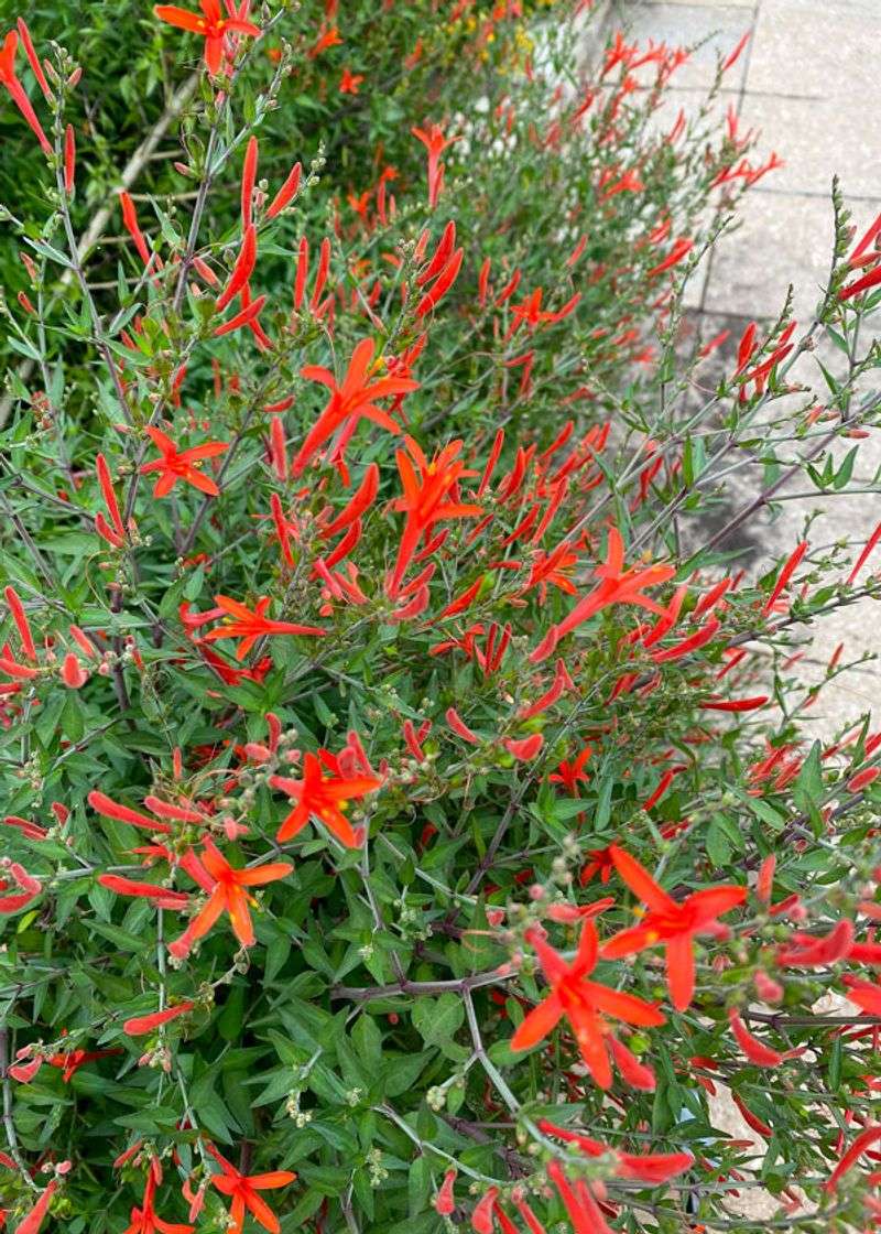 Flame acanthus can carry color through Texas summer