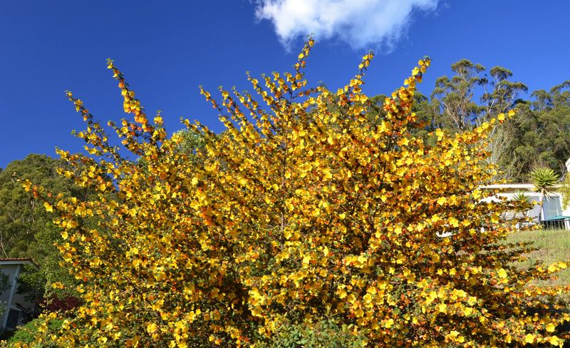Flannel Bush (Fremontodendron californicum) Flannel Bush (Fremontodendron californicum)