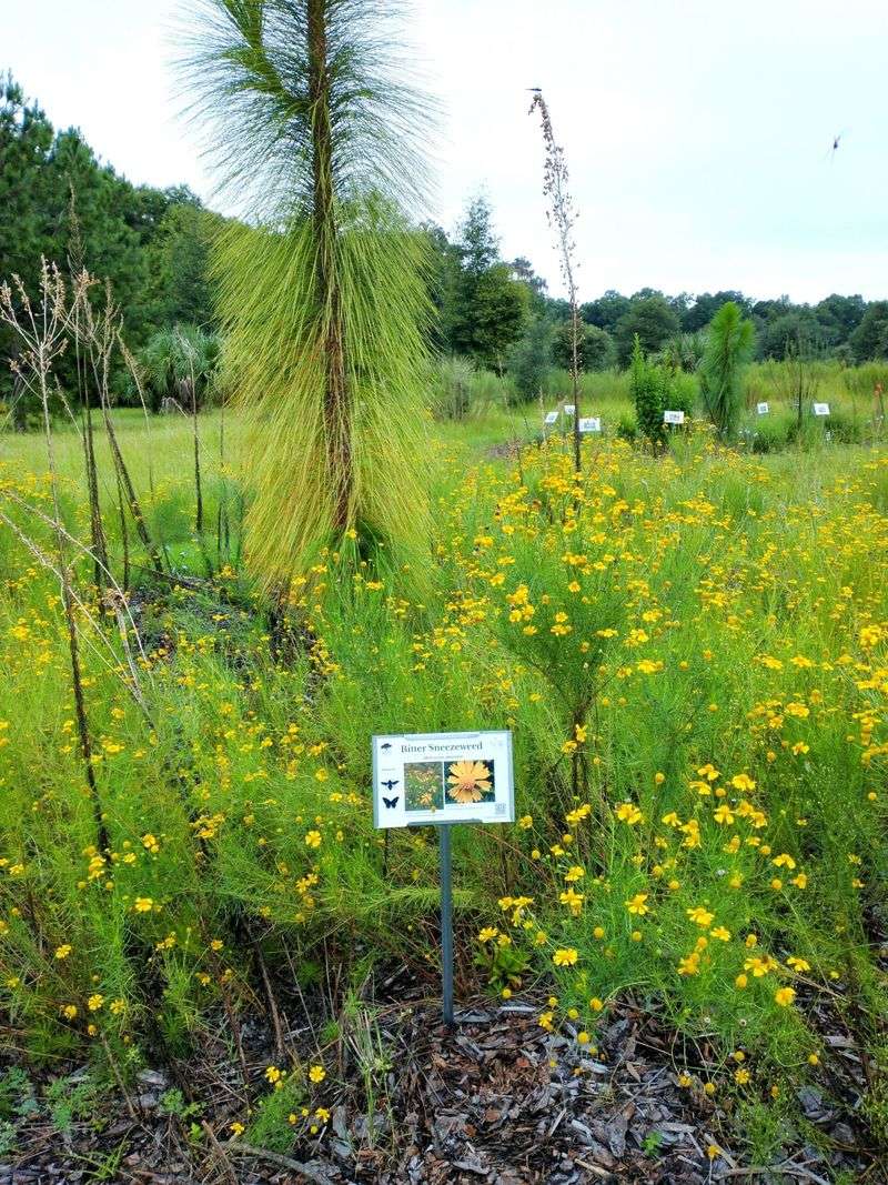 Florida Gamagrass