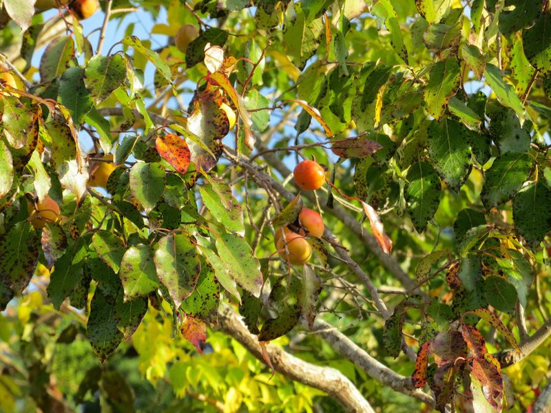 Florida Persimmon Florida Persimmon