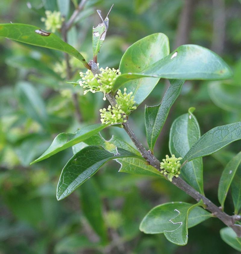 Florida Privet