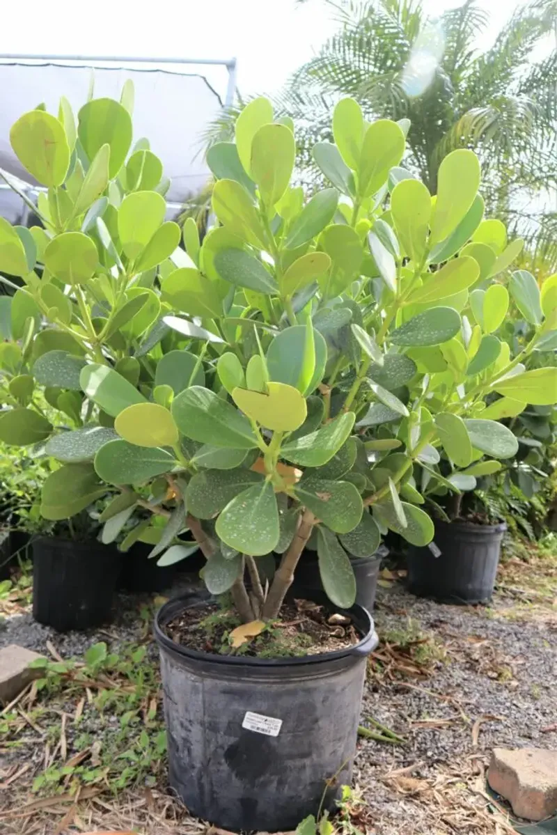 Florida Privet Florida Privet