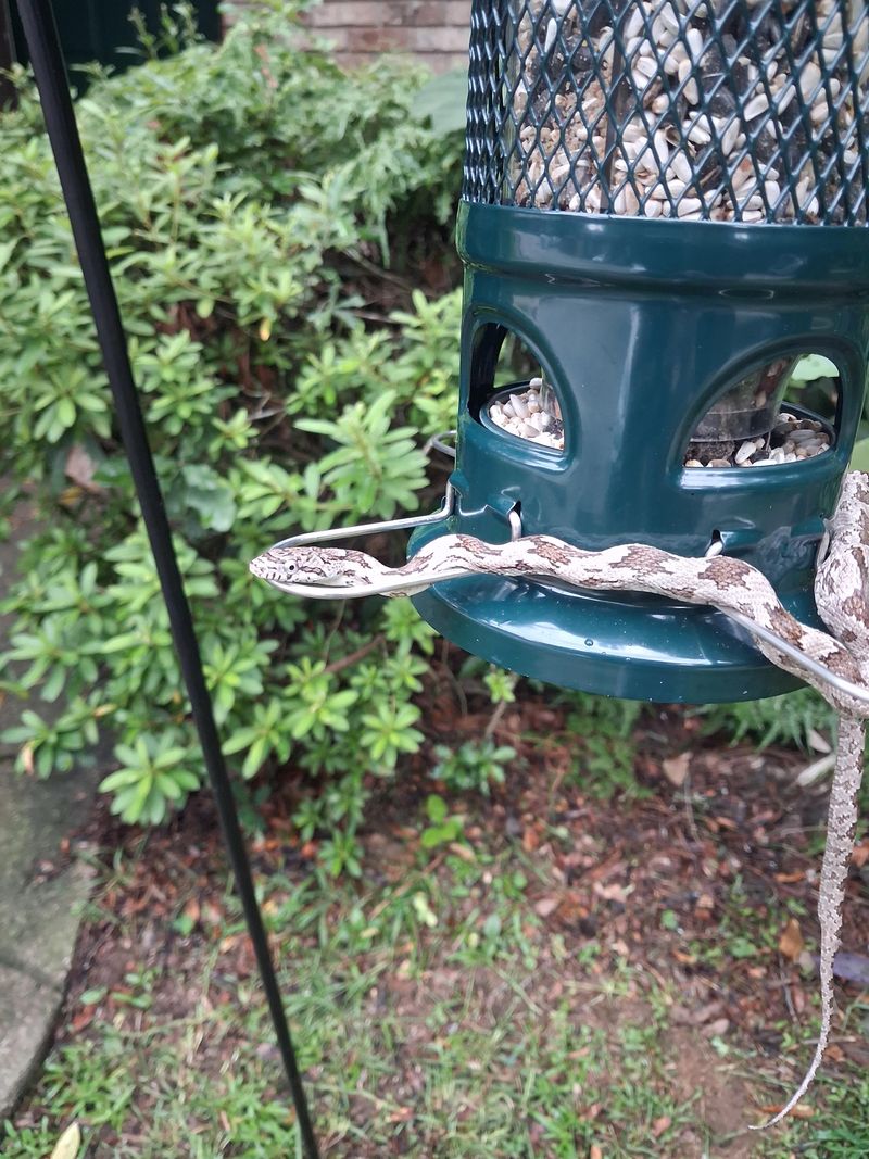 Florida has no proven No. 1 snake-attracting yard feature Florida has no proven No. 1 snake-attracting yard feature