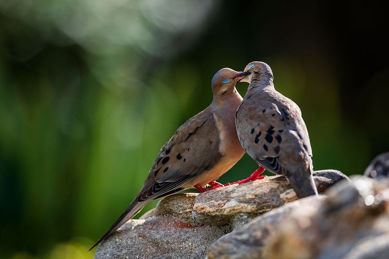 Florida seasons can change the number of doves you see