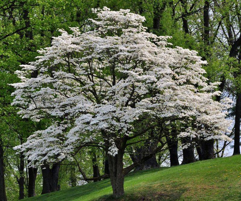 Flowering Dogwood (Cornus florida) Flowering Dogwood (Cornus florida)
