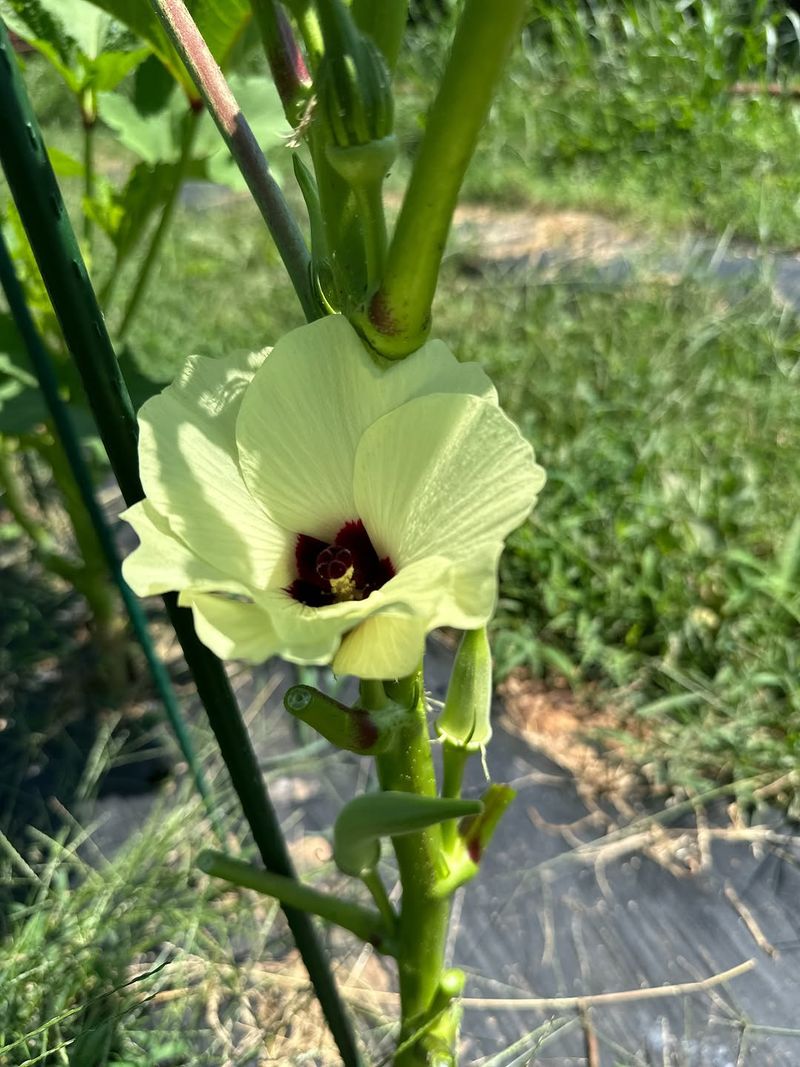 Flowering gives you a useful harvest clock