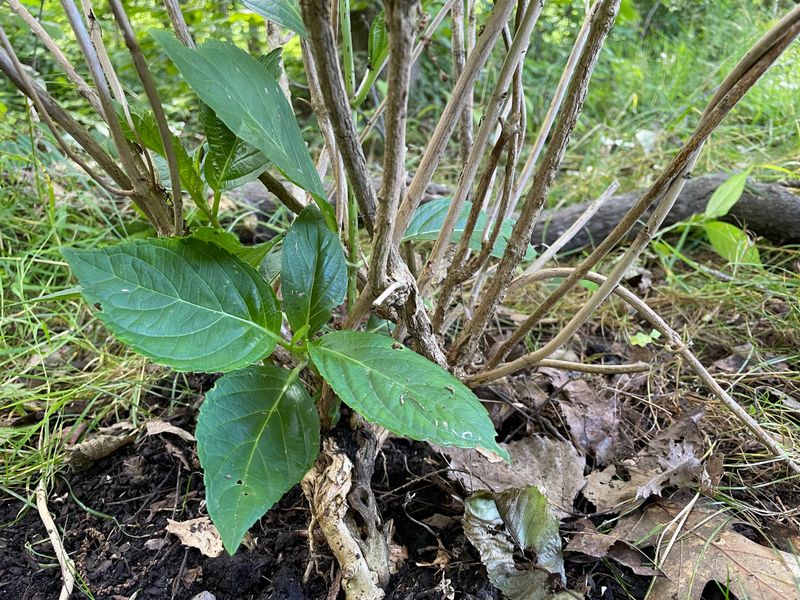 Flowering wood offers the first useful clue