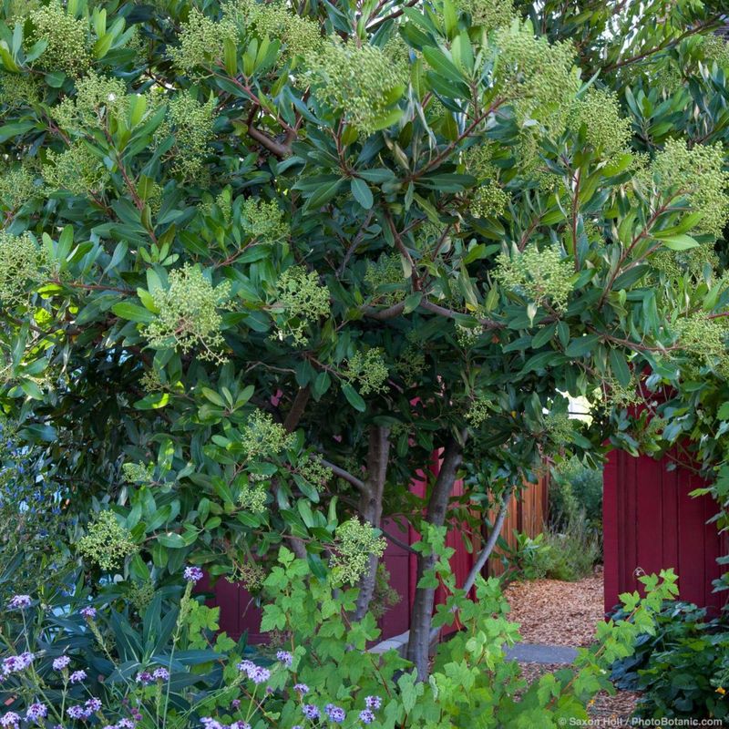 Flowers and berries add habitat without solving every wildlife need