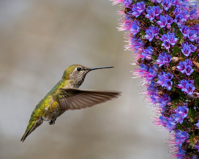 Flowers and insects support more than sugar water can