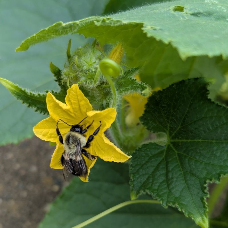 Flowers and tiny fruits can expose a pollination problem