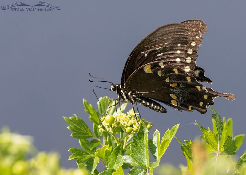 Flowers are only half the habitat