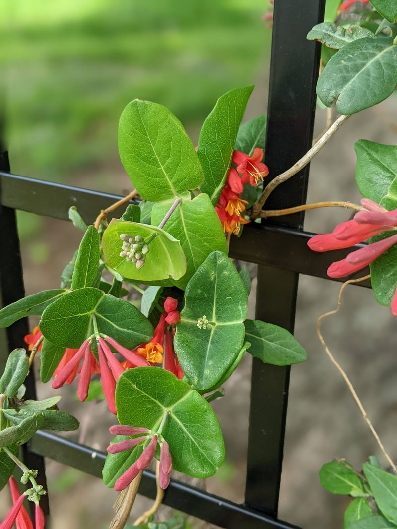 Flowers, berries, and foliage offer seasonal wildlife value Flowers, berries, and foliage offer seasonal wildlife value