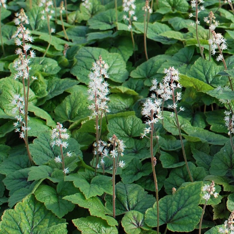 Foamflower (Tiarella cordifolia)