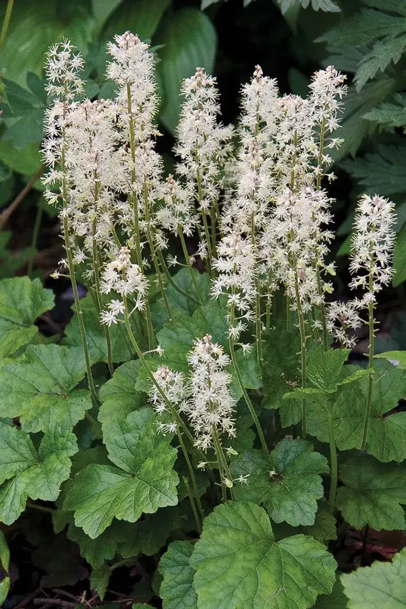 Foamflower (Tiarella) Foamflower (Tiarella)