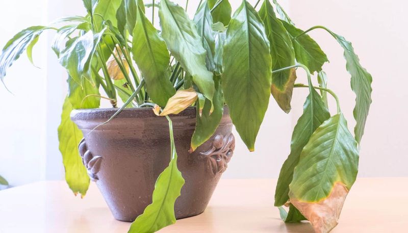 Follow a safe rescue sequence and watch new leaves