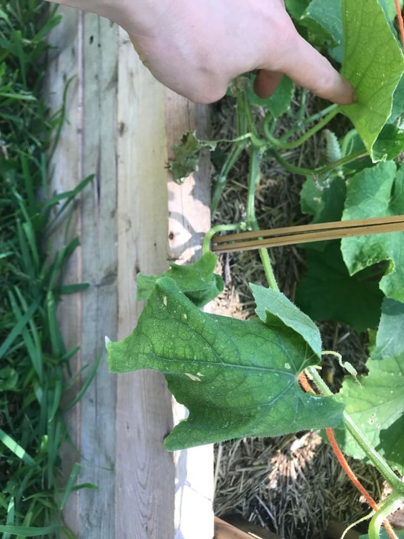 Follow a short decision path before blaming bacterial wilt