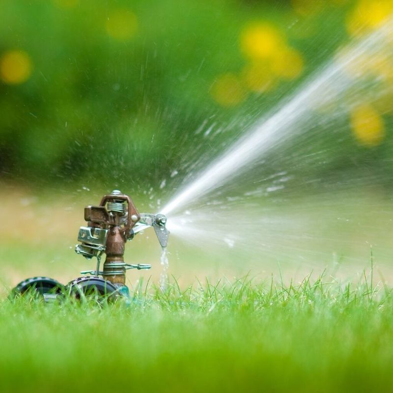 Follow local rules while watering a new cedar elm