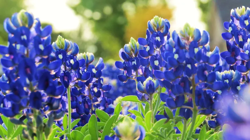 Follow the early-fall bluebonnet plan