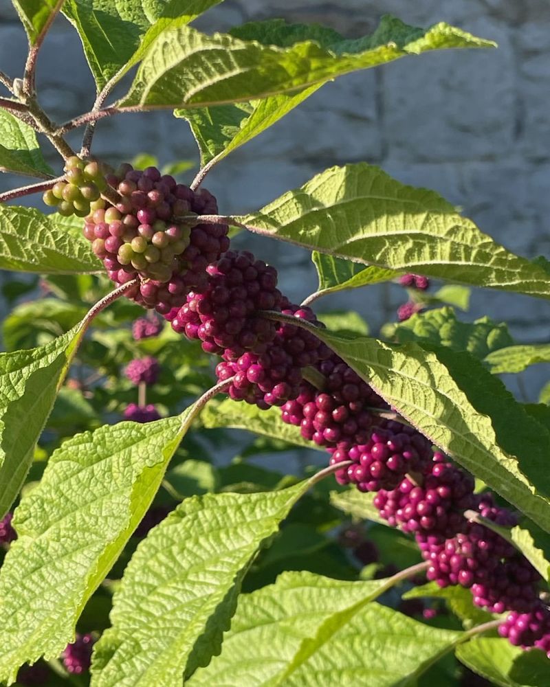 Follow the fruit from flowers to winter food
