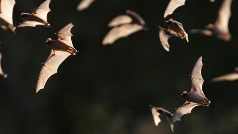 Follow the plant-to-insect-to-bat pathway