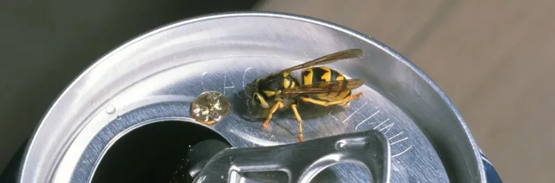 Food and trash can draw foragers toward people