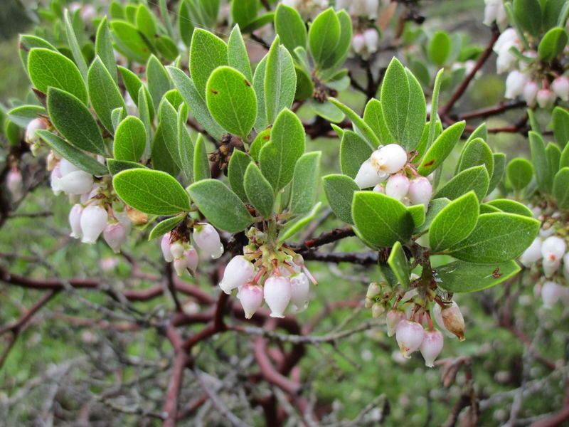 Franciscan Manzanita (Arctostaphylos franciscana)