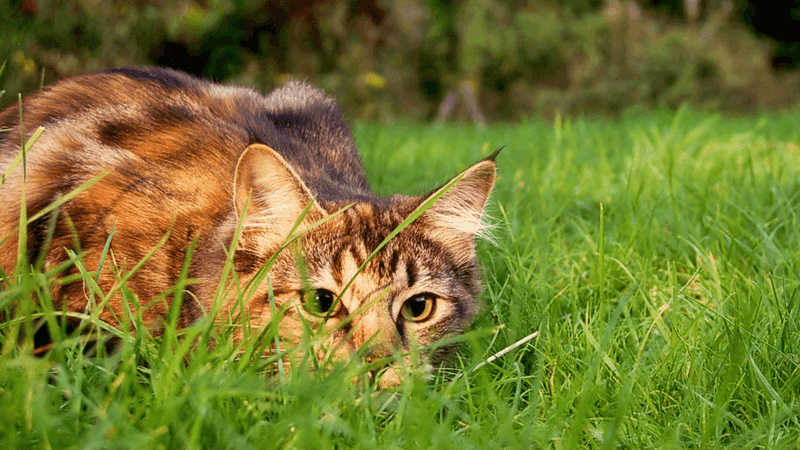 Free-Roaming House Cats