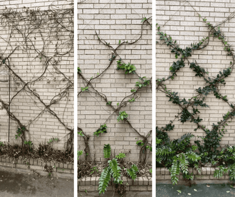 Freezes and stress can interrupt an evergreen screen