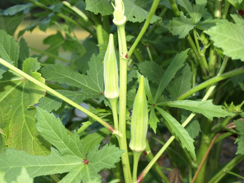 Frequent harvest may help prevent reduced continued production